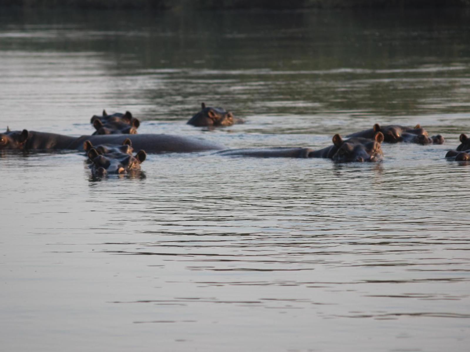 Ndhovu Safari Lodge Mahango Bagian luar foto